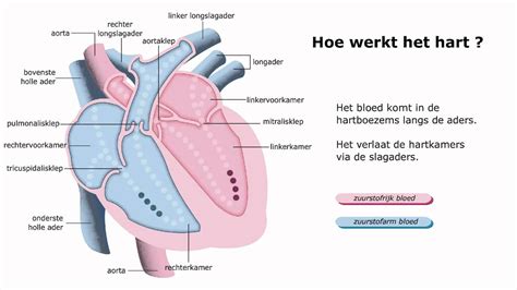 De Smidse van het Hart; Een melancholische ballade met een warme, aardse energie